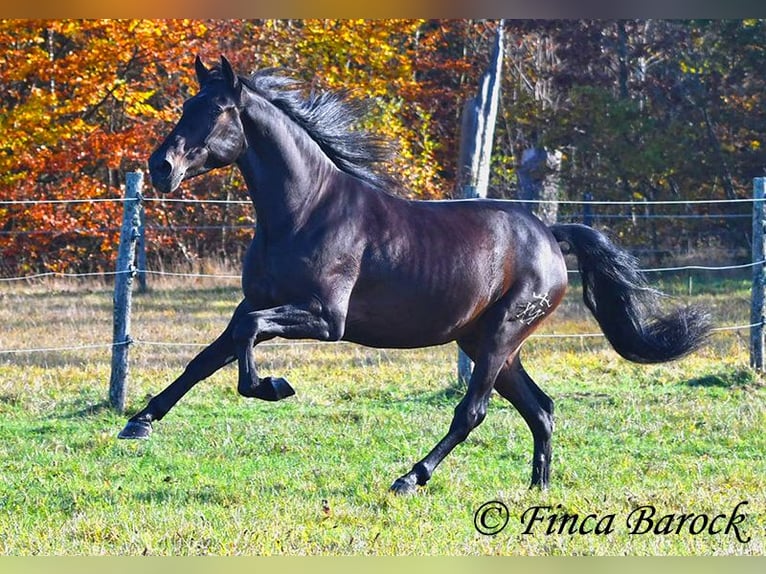 PRE Mix Castrone 4 Anni 161 cm Baio nero in Wiebelsheim