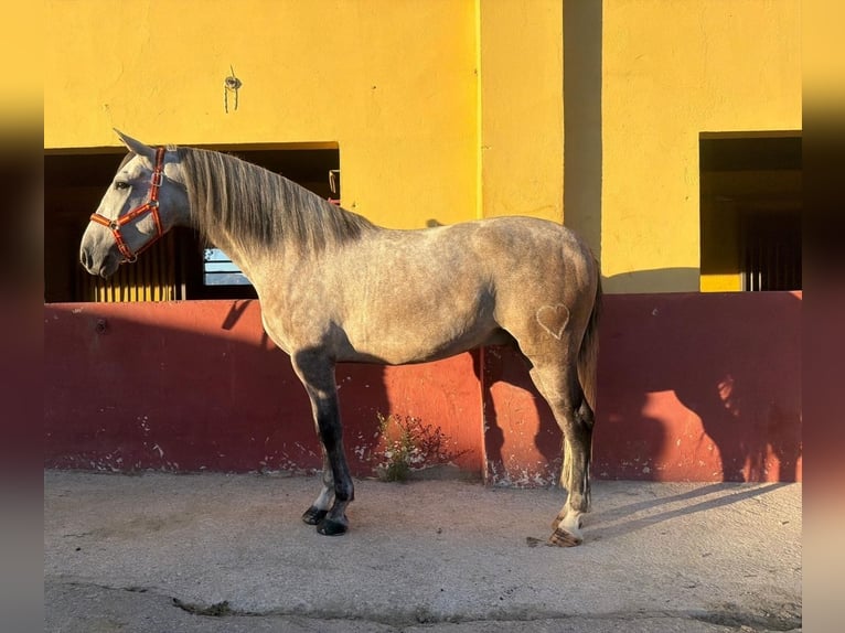 PRE Mix Castrone 4 Anni 161 cm Grigio in Terrassa