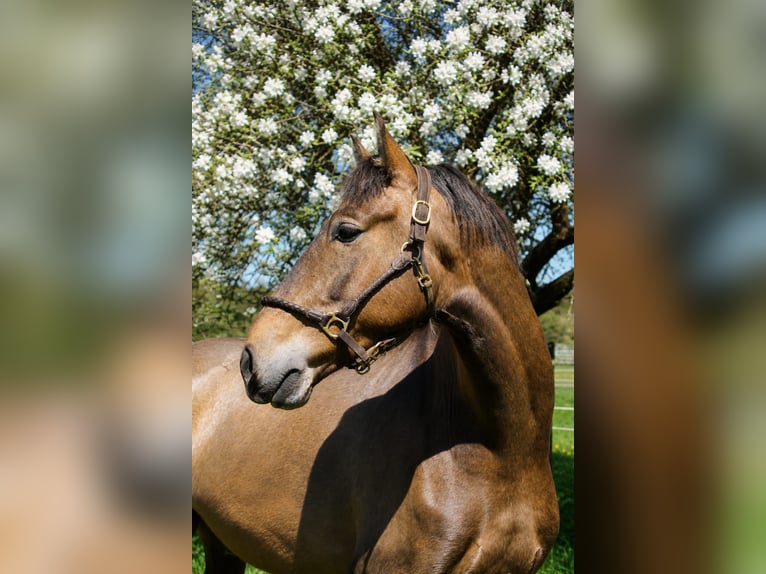 PRE Mix Castrone 4 Anni 162 cm Falbo baio in Dirlewang