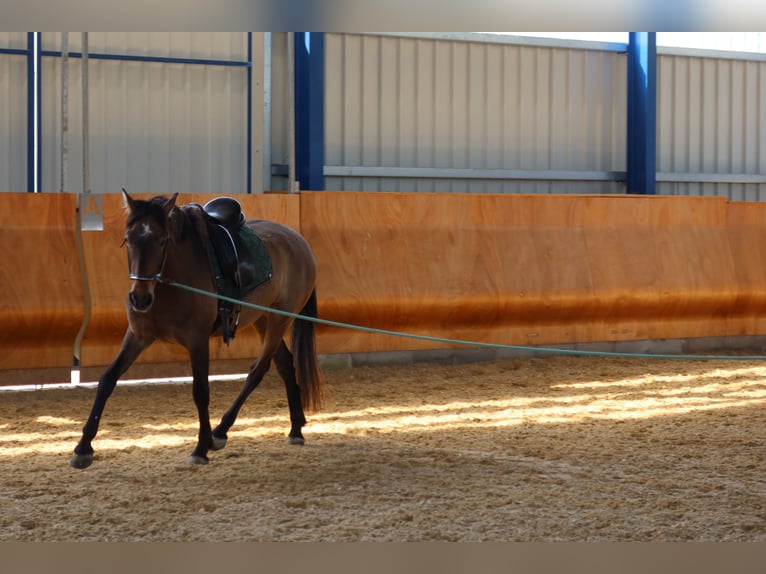 PRE Mix Castrone 4 Anni 162 cm Falbo baio in Dirlewang