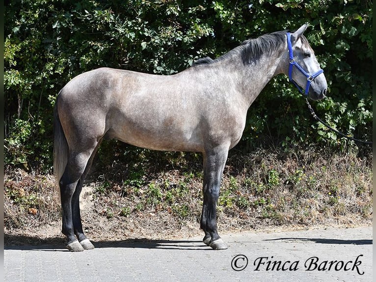 PRE Mix Castrone 4 Anni 162 cm Grigio in Wiebelsheim