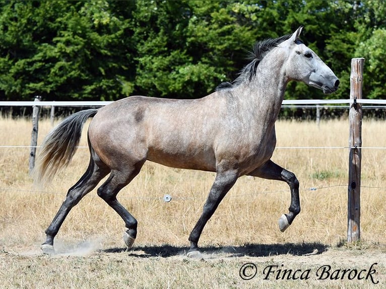PRE Mix Castrone 4 Anni 162 cm Grigio in Wiebelsheim