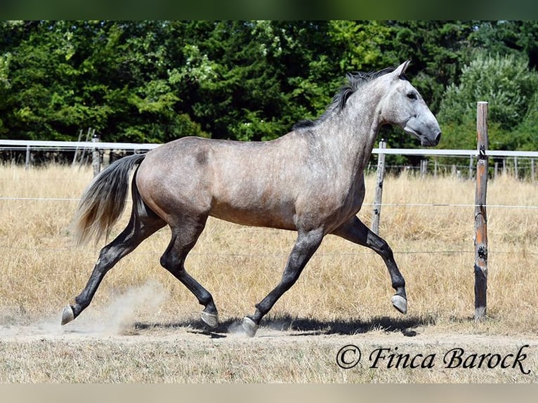 PRE Mix Castrone 4 Anni 162 cm Grigio in Wiebelsheim