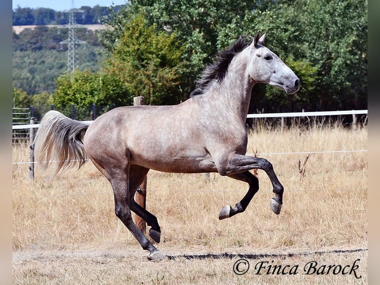 PRE Mix Castrone 4 Anni 162 cm Grigio in Wiebelsheim