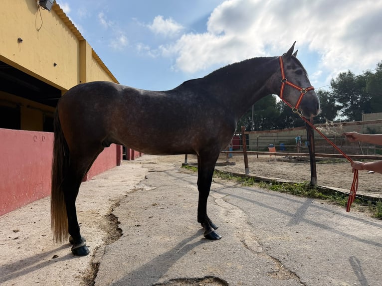 PRE Mix Castrone 4 Anni 162 cm Grigio in Terrassa