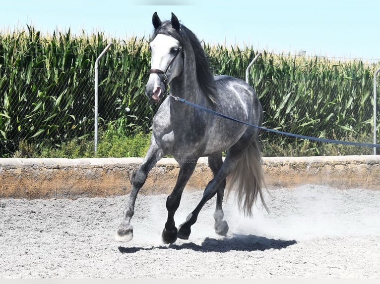 PRE Castrone 4 Anni 162 cm Grigio in Provinz Granada