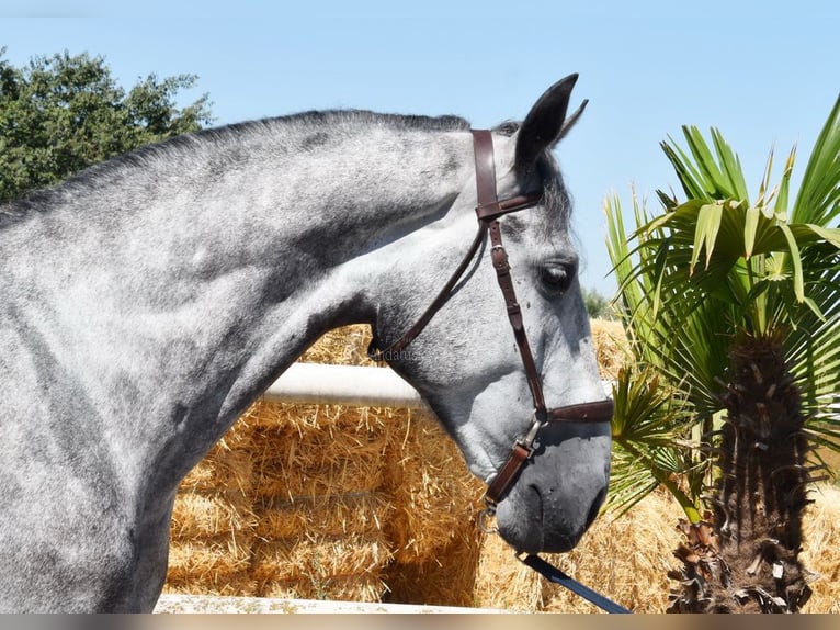 PRE Castrone 4 Anni 162 cm Grigio in Provinz Granada