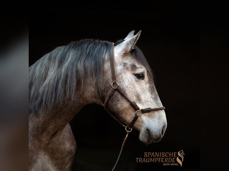 PRE Mix Castrone 4 Anni 162 cm Grigio in Traventhal