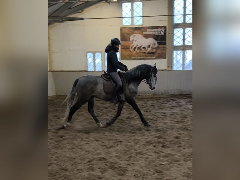 PRE Mix Castrone 4 Anni 162 cm Grigio in Traventhal