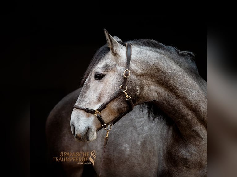 PRE Mix Castrone 4 Anni 162 cm Grigio in Traventhal