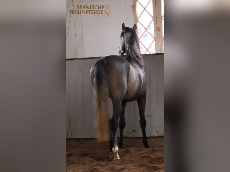 PRE Mix Castrone 4 Anni 162 cm Grigio in Traventhal