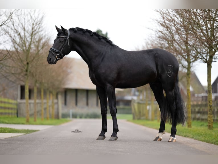 PRE Mix Castrone 4 Anni 162 cm Morello in Heemskerk