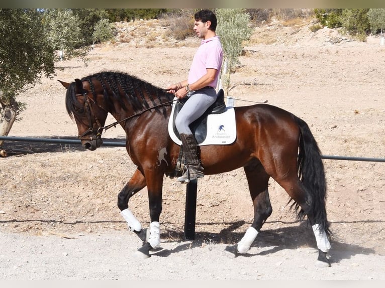 PRE Castrone 4 Anni 163 cm Baio scuro in Provinz Granada