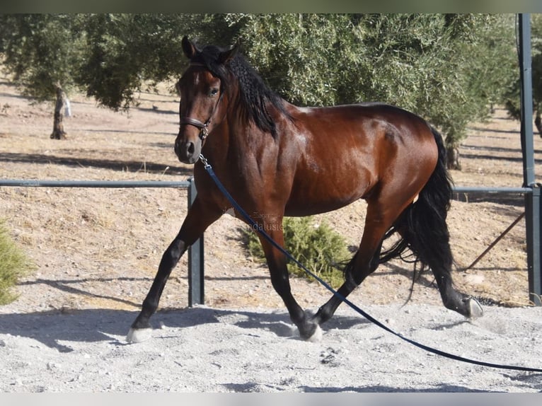 PRE Castrone 4 Anni 163 cm Baio scuro in Provinz Granada