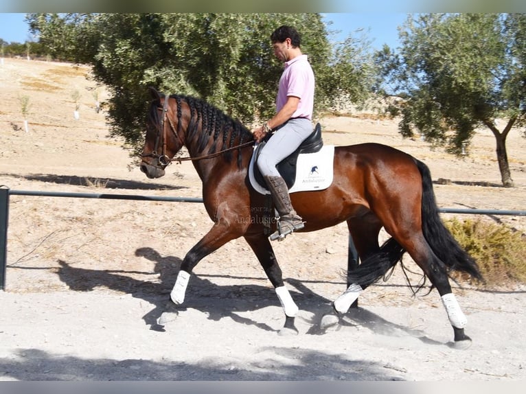PRE Castrone 4 Anni 163 cm Baio scuro in Provinz Granada