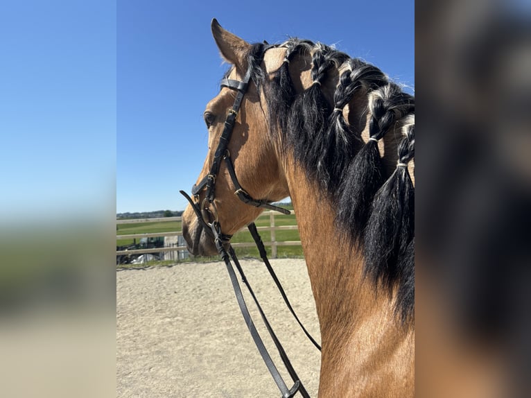 PRE Mix Castrone 4 Anni 163 cm Falbo in Niederstaufen