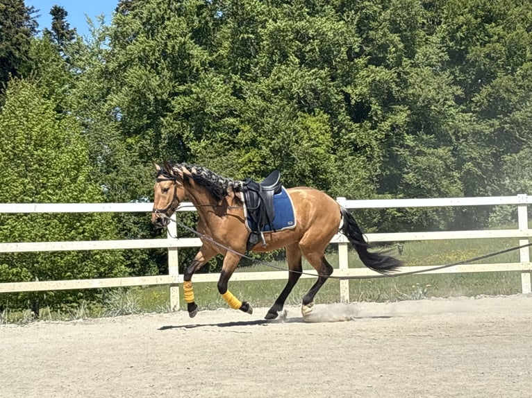 PRE Mix Castrone 4 Anni 163 cm Falbo in Niederstaufen