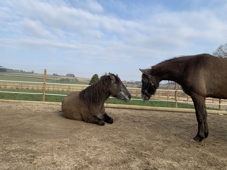 PRE Mix Castrone 4 Anni 163 cm Grigio in Dürmentingen