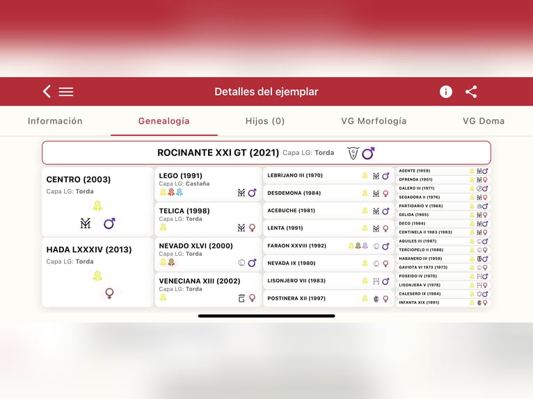 PRE Mix Castrone 4 Anni 163 cm Grigio in Las Pi&#xF1;as