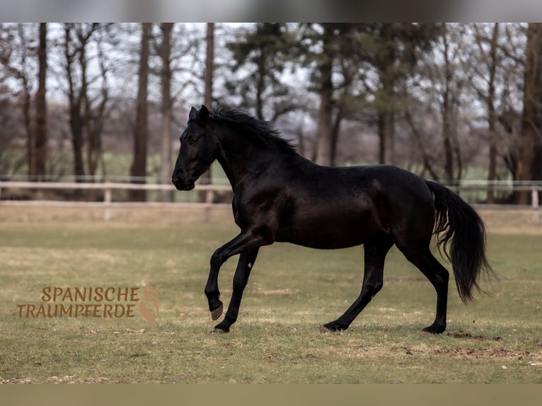 PRE Mix Castrone 4 Anni 163 cm Morello in Traventhal