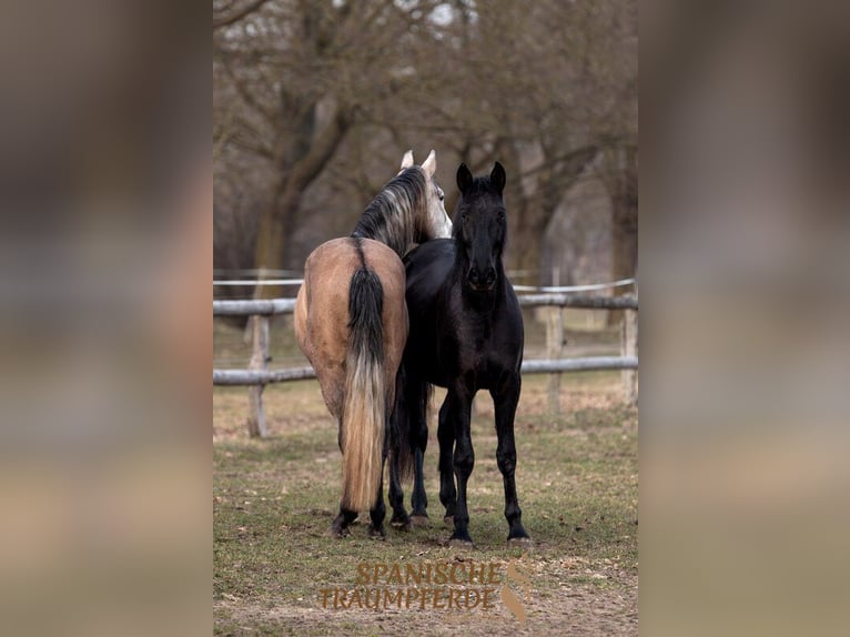 PRE Mix Castrone 4 Anni 163 cm Morello in Traventhal