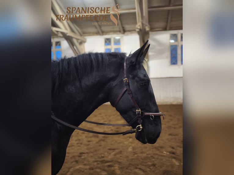 PRE Mix Castrone 4 Anni 163 cm Morello in Traventhal