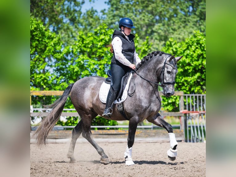 PRE Mix Castrone 4 Anni 164 cm Grigio in Grebenhain