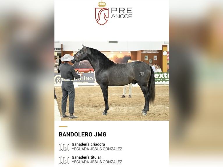 PRE Mix Castrone 4 Anni 164 cm Grigio in Grebenhain