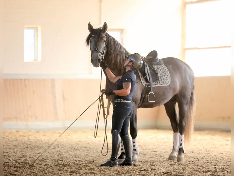 PRE Mix Castrone 4 Anni 164 cm Grigio in Warendorf