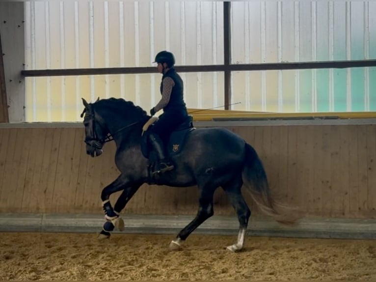 PRE Mix Castrone 4 Anni 164 cm Grigio in Warendorf