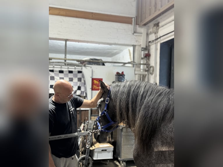 PRE Mix Castrone 4 Anni 164 cm Grigio in Warendorf