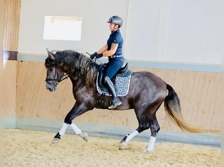 PRE Mix Castrone 4 Anni 164 cm Grigio in Warendorf