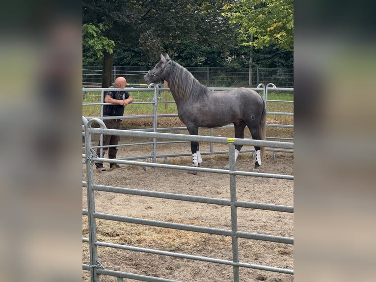 PRE Mix Castrone 4 Anni 164 cm Grigio in Warendorf