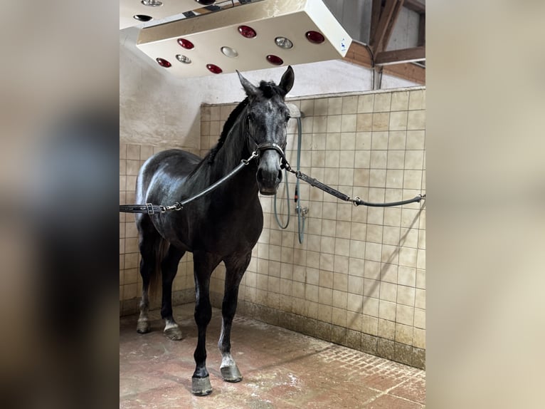 PRE Mix Castrone 4 Anni 164 cm Grigio in Warendorf