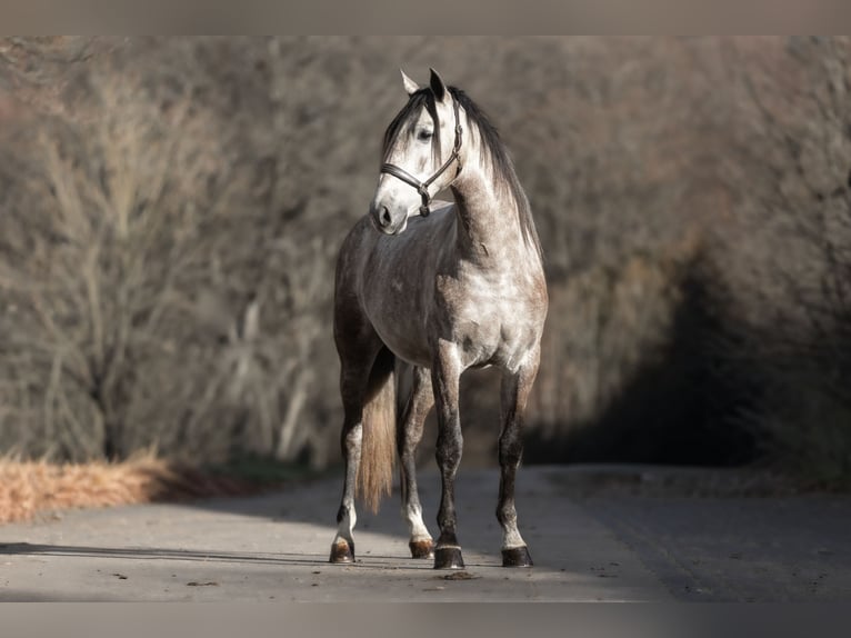 PRE Mix Castrone 4 Anni 164 cm Grigio rossastro in Windhagen