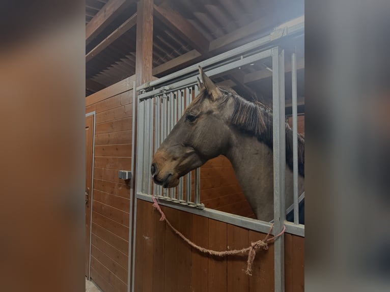 PRE Castrone 4 Anni 165 cm Baio in Sant Just Desvern