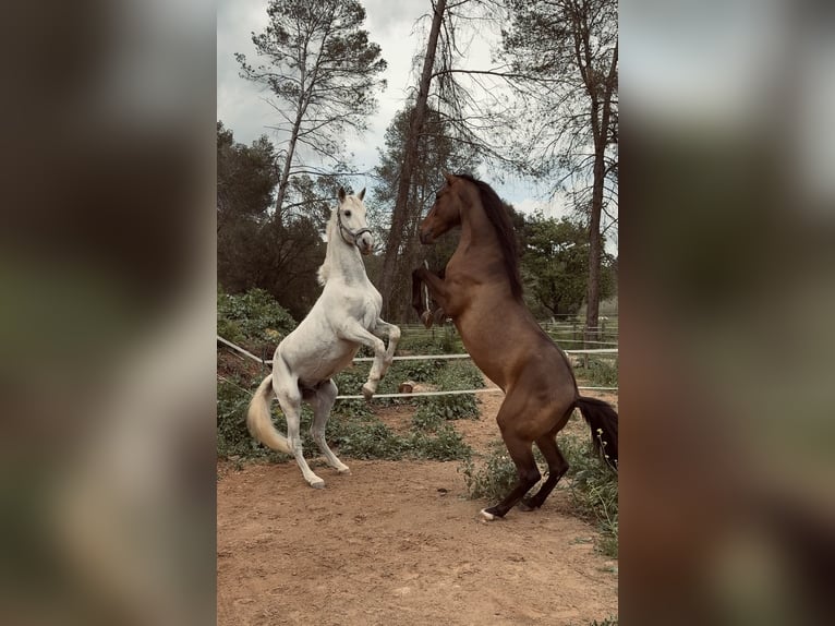 PRE Castrone 4 Anni 165 cm Baio in Sant Just Desvern