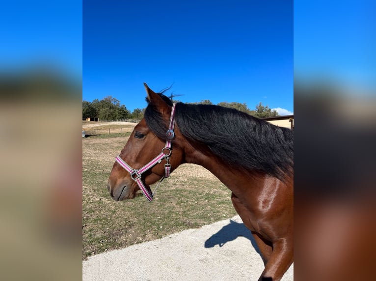 PRE Castrone 4 Anni 165 cm Baio in Medina De Pomar