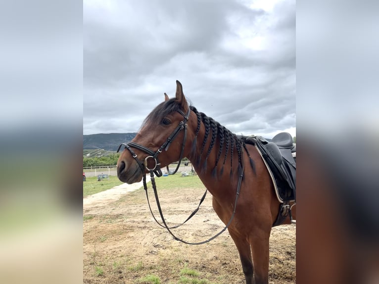 PRE Castrone 4 Anni 165 cm Baio in Medina De Pomar