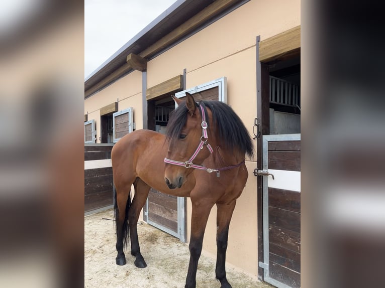 PRE Castrone 4 Anni 165 cm Baio in Medina De Pomar