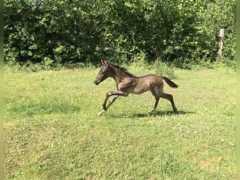 PRE Mix Castrone 4 Anni 165 cm Falbo in Nienhagen