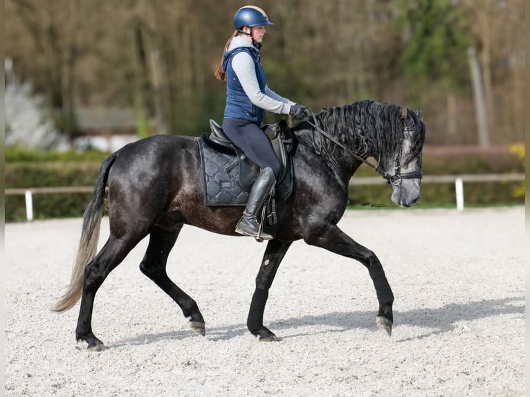 PRE Mix Castrone 4 Anni 165 cm Grigio in Neustadt (Wied)