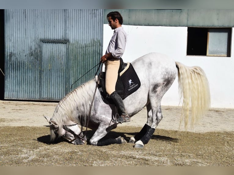PRE Mix Castrone 4 Anni 165 cm Grigio in Provinz Granada