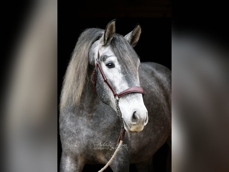 PRE Castrone 4 Anni 165 cm Grigio in Sigmarszell