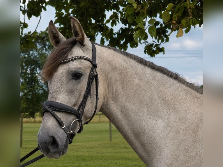 PRE Castrone 4 Anni 165 cm Grigio pezzato in Wachtendonk