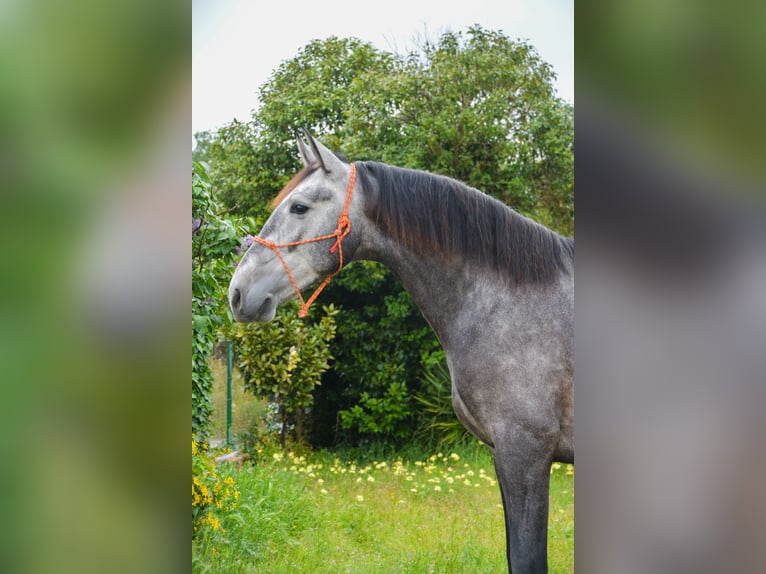 PRE Castrone 4 Anni 165 cm Grigio pezzato in Monells