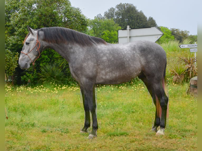PRE Castrone 4 Anni 165 cm Grigio pezzato in Monells