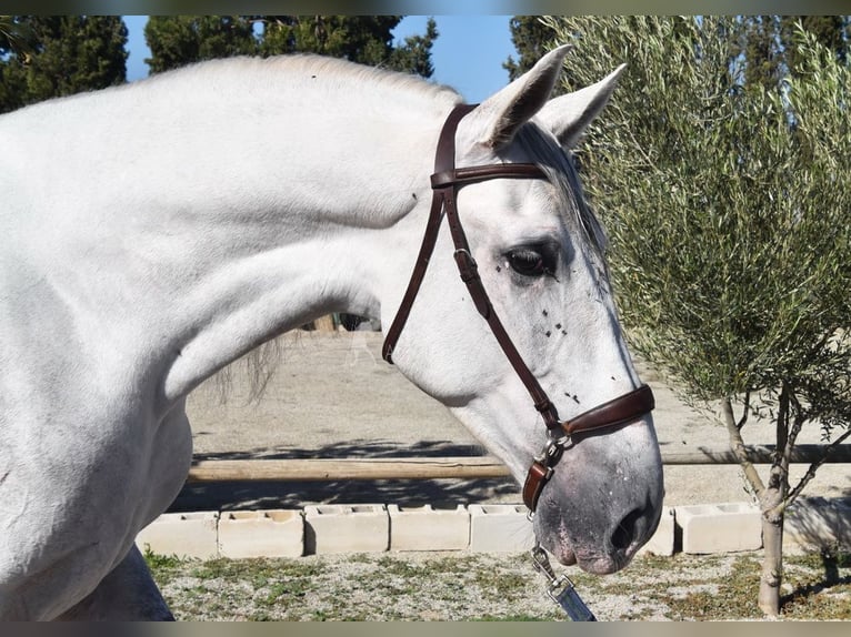 PRE Mix Castrone 4 Anni 165 cm Grigio in Provinz Granada