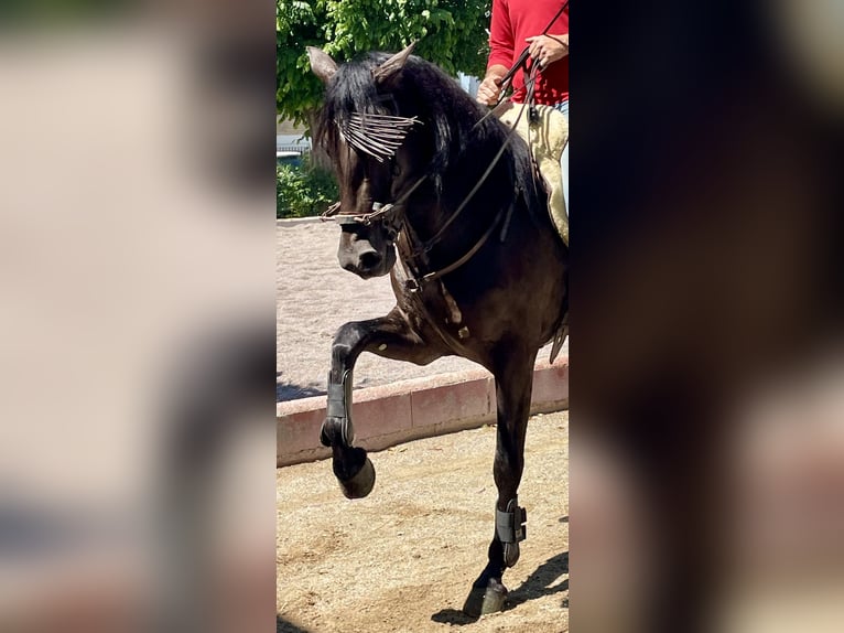 PRE Mix Castrone 4 Anni 165 cm Morello in Granada