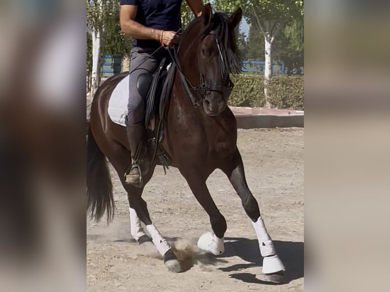 PRE Mix Castrone 4 Anni 165 cm Morello in Granada